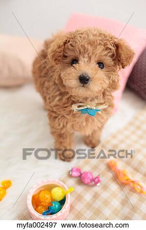Poodle View Large Photo Image Stock Photo - Poodle. Fotosearch