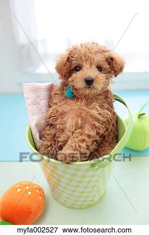 Poodle View Large Photo Image Stock Photo - Poodle. Fotosearch