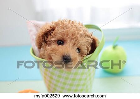 Poodle View Large Photo Image Stock Photo - Poodle. Fotosearch