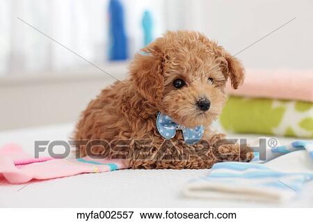 Poodle View Large Photo Image Stock Photo - Poodle. Fotosearch