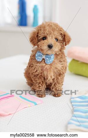 Poodle View Large Photo Image Stock Photo - Poodle. Fotosearch