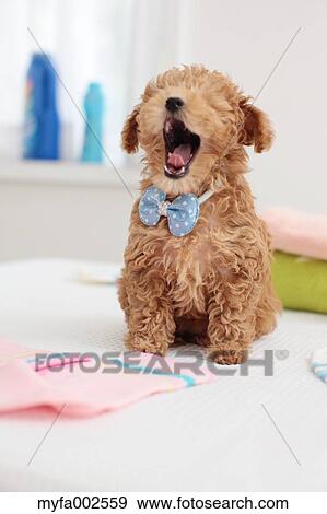 Poodle View Large Photo Image Stock Photo - Poodle. Fotosearch