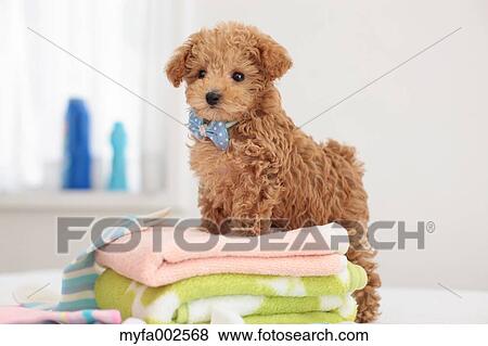 Poodle View Large Photo Image Stock Photo - Poodle. Fotosearch
