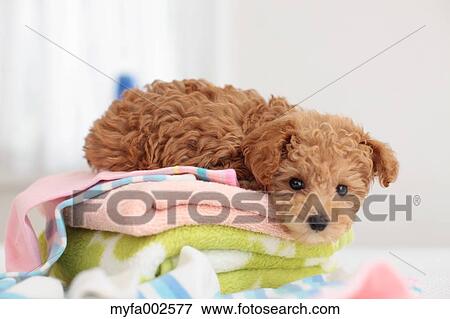 Poodle View Large Photo Image Stock Photo - Poodle. Fotosearch