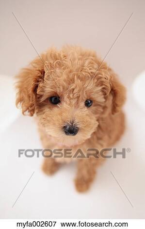 Poodle View Large Photo Image Stock Photo - Poodle. Fotosearch