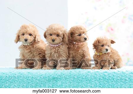 Stock Photo - Poodle. Fotosearch