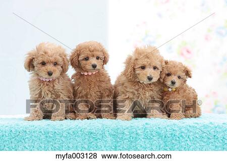 Poodle View Large Photo Image Stock Photo - Poodle. Fotosearch