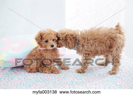 Poodle View Large Photo Image Stock Photo - Poodle. Fotosearch