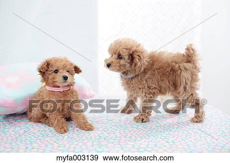 Poodle View Large Photo Image Stock Photo - Poodle. Fotosearch
