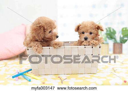 Poodle View Large Photo Image Stock Photo - Poodle. Fotosearch