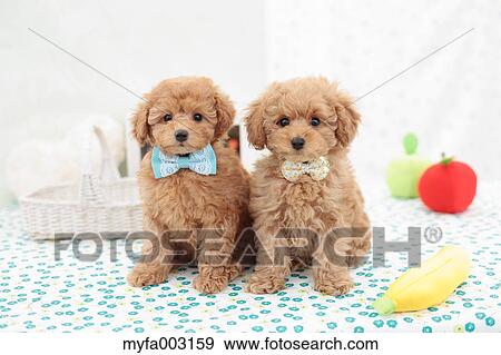Stock Photo - Poodle. Fotosearch