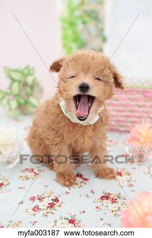 Poodle View Large Photo Image Stock Photo - Poodle. Fotosearch