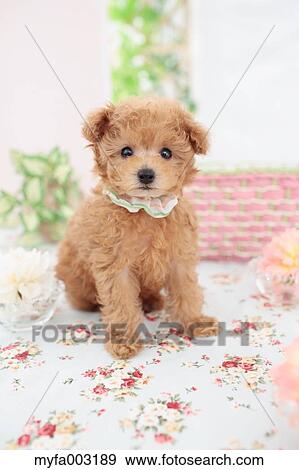 Poodle View Large Photo Image Stock Photo - Poodle. Fotosearch