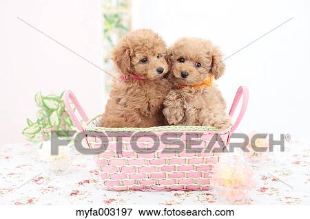 Poodle View Large Photo Image Stock Photo - Poodle. Fotosearch