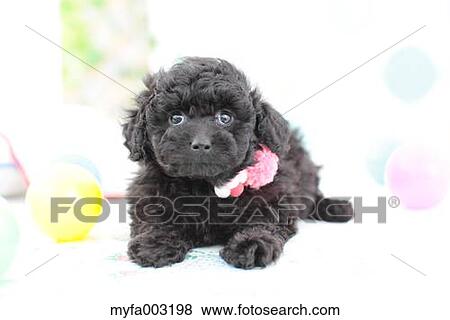 Poodle View Large Photo Image Stock Photo - Poodle. Fotosearch