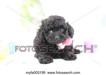 Poodle View Large Photo Image Stock Photo - Poodle. Fotosearch
