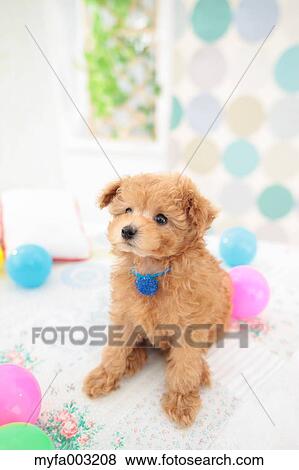 Poodle View Large Photo Image Stock Photo - Poodle. Fotosearch