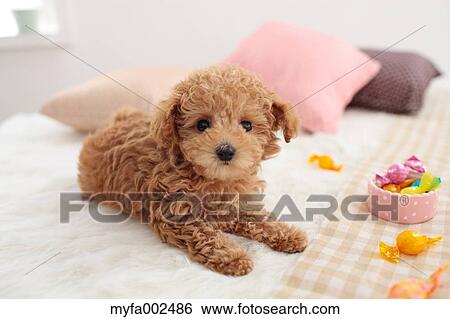 Poodle View Large Photo Image Stock Photograph - Poodle. Fotosearch