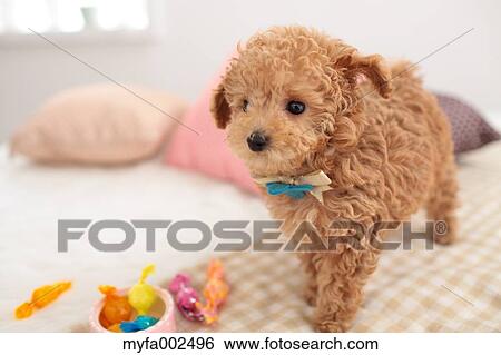 Poodle View Large Photo Image Stock Photograph - Poodle. Fotosearch