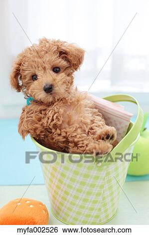 Poodle View Large Photo Image Stock Photograph - Poodle. Fotosearch