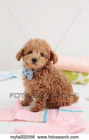 Poodle View Large Photo Image Stock Photograph - Poodle. Fotosearch