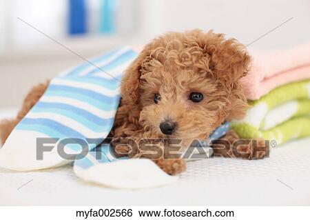 Poodle View Large Photo Image Stock Photograph - Poodle. Fotosearch