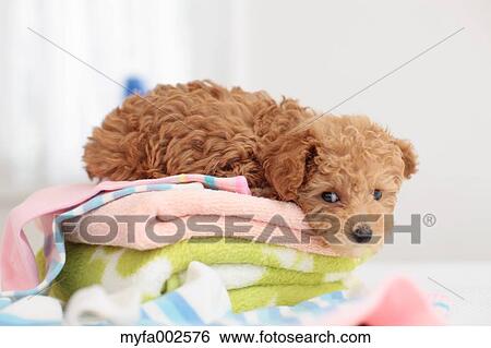 Poodle View Large Photo Image Stock Photograph - Poodle. Fotosearch