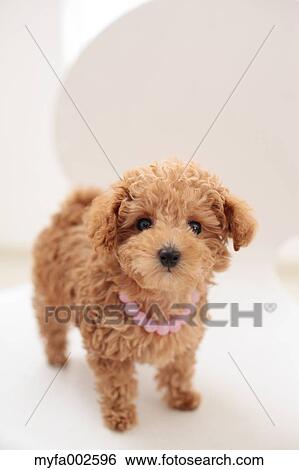 Stock Photograph - Poodle. Fotosearch