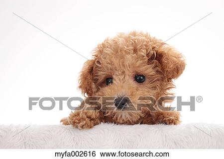Poodle View Large Photo Image Stock Photograph - Poodle. Fotosearch