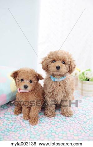Poodle View Large Photo Image Stock Photograph - Poodle. Fotosearch