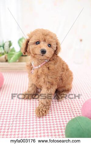 Stock Photograph - Poodle. Fotosearch