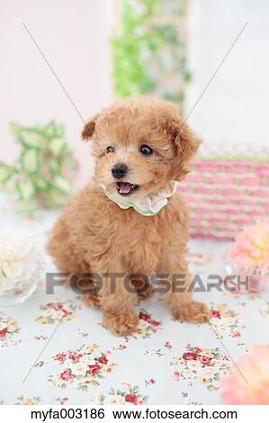 Poodle View Large Photo Image Stock Photograph - Poodle. Fotosearch