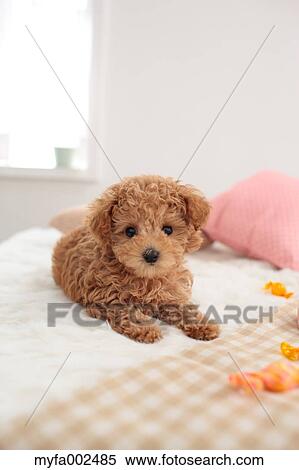 Poodle View Large Photo Image Stock Photography - Poodle. Fotosearch