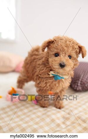 Stock Photography - Poodle. Fotosearch