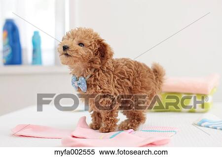 Poodle View Large Photo Image Stock Photography - Poodle. Fotosearch