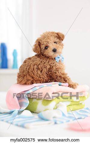 Poodle View Large Photo Image Stock Photography - Poodle. Fotosearch