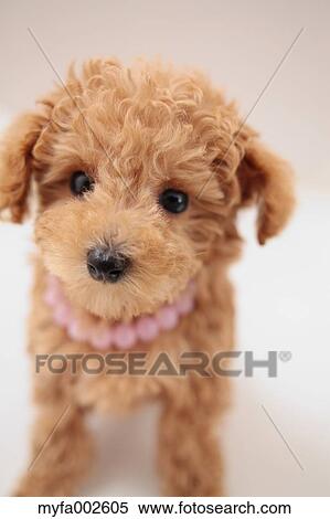 Poodle View Large Photo Image Stock Photography - Poodle. Fotosearch