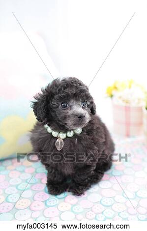 Poodle View Large Photo Image Stock Photography - Poodle. Fotosearch