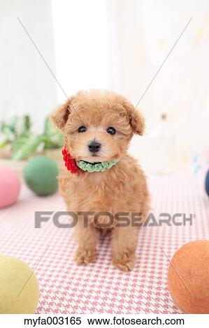 Poodle View Large Photo Image Stock Photography - Poodle. Fotosearch