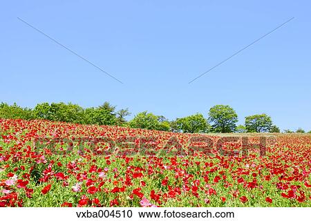 Stock Image - Poppy field. Fotosearch