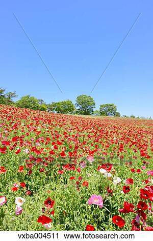 Poppy field View Large Photo Image Stock Image - Poppy field. Fotosearch