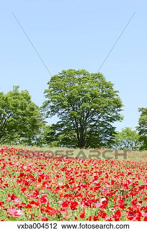 Stock Image - Poppy field. Fotosearch