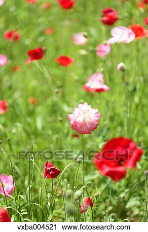Poppy field View Large Photo Image Stock Image - Poppy field. Fotosearch