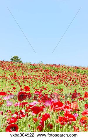Stock Image - Poppy field. Fotosearch