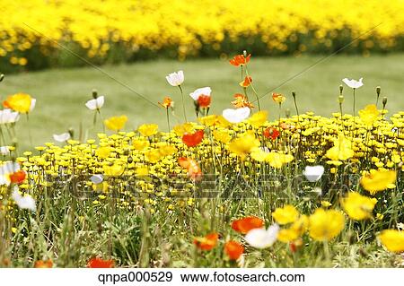 Stock Photo - Poppy field. Fotosearch