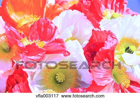 Stock Photo - Poppy field. Fotosearch