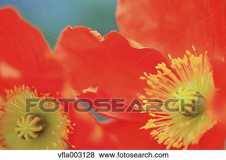 Stock Photo - Poppy field. Fotosearch