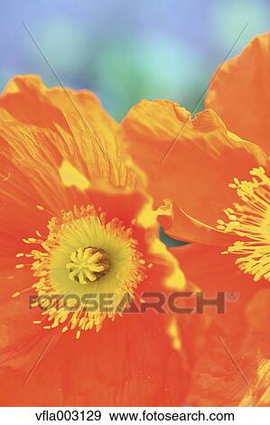 Stock Photo - Poppy field. Fotosearch