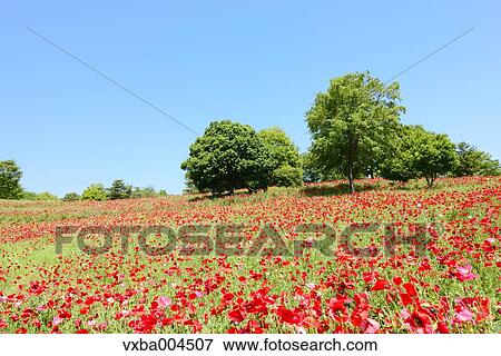 Stock Photo - Poppy field. Fotosearch