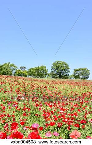 Poppy field View Large Photo Image Stock Photo - Poppy field. Fotosearch